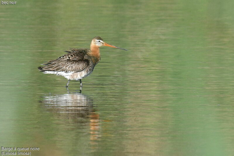 Black-tailed Godwit