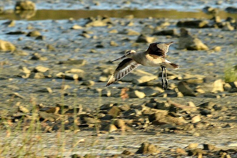 Hudsonian Godwit