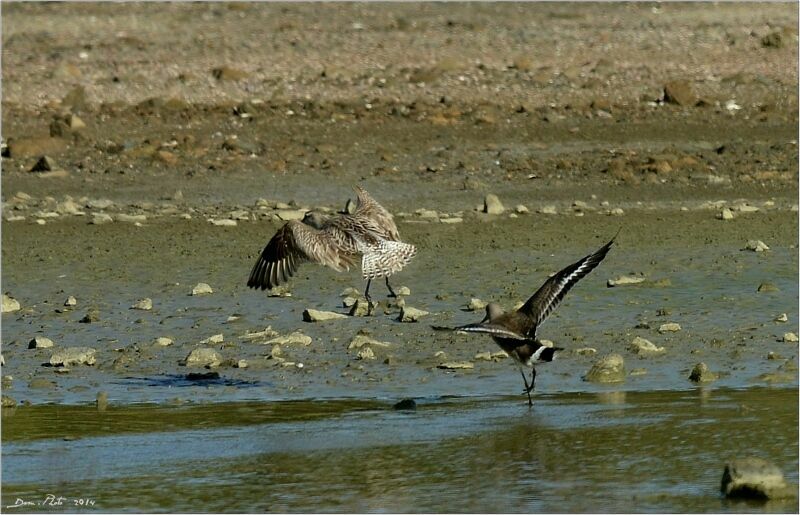 Hudsonian Godwit