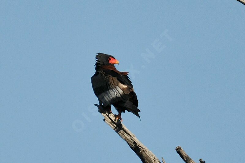 Bateleur