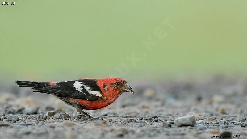 Two-barred Crossbill male