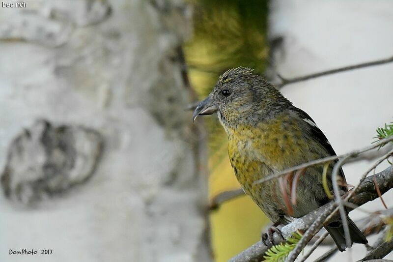 Two-barred Crossbill female