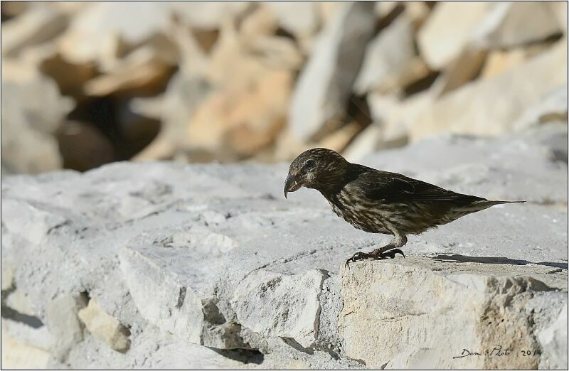 Red Crossbilljuvenile