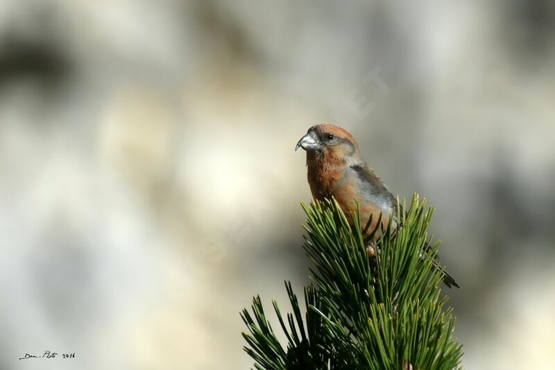 Red Crossbill