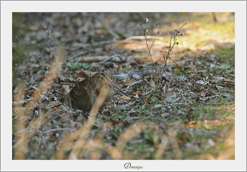 Eurasian Woodcock