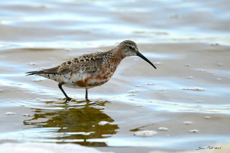 Curlew Sandpiper