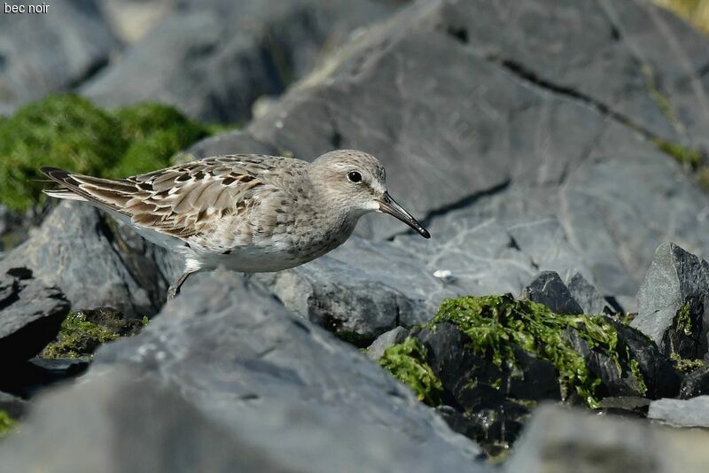 White-rumped Sandpiper