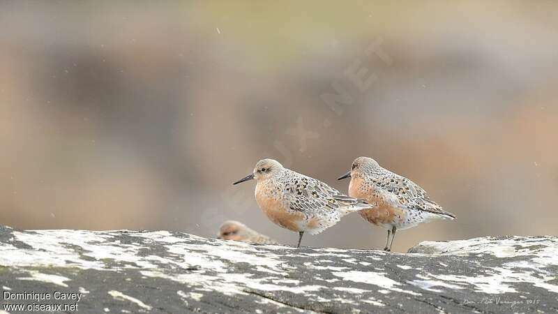 Red Knotadult breeding, habitat, pigmentation, Behaviour