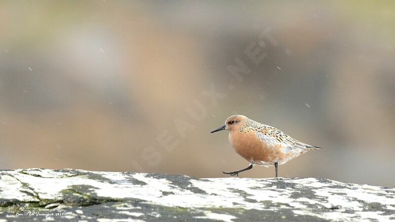 Red Knot