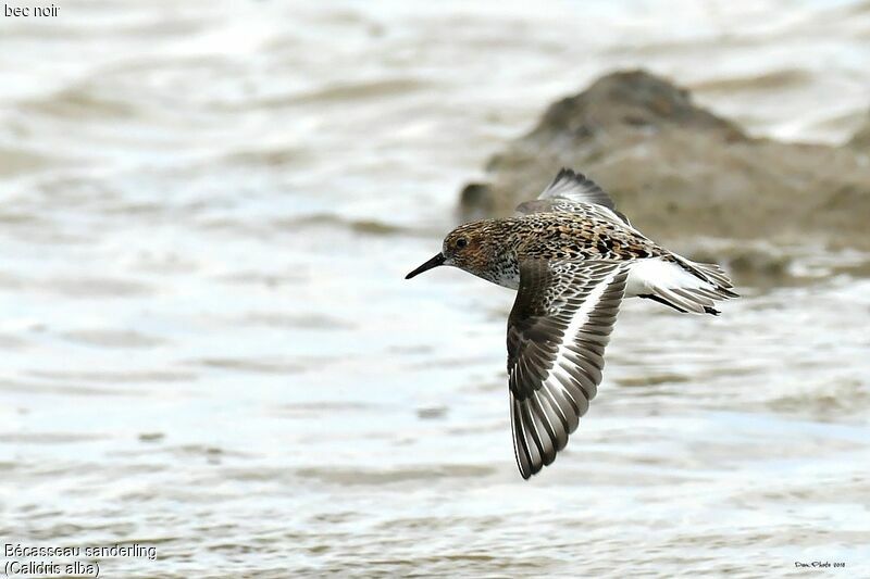 Bécasseau sanderling