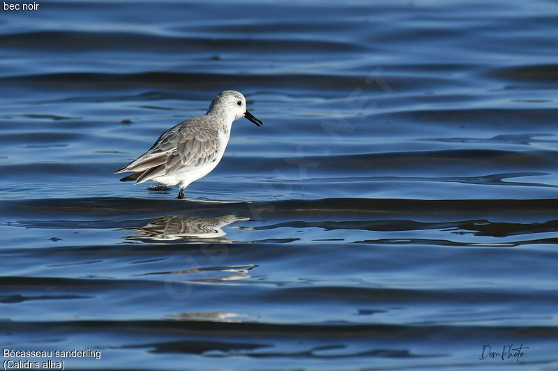 Bécasseau sanderling