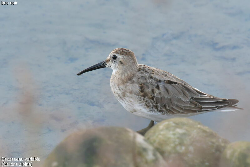 Dunlin