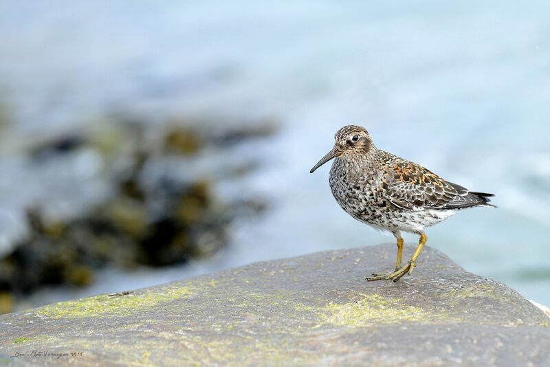 Purple Sandpiper