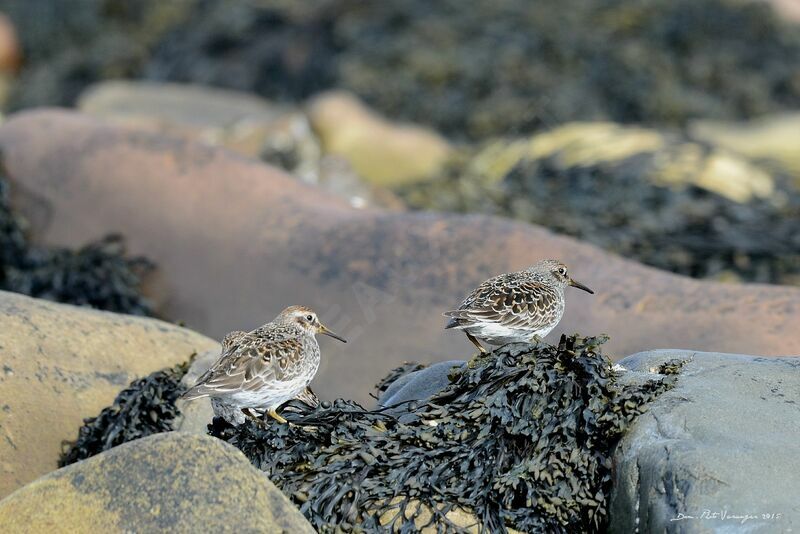 Purple Sandpiper