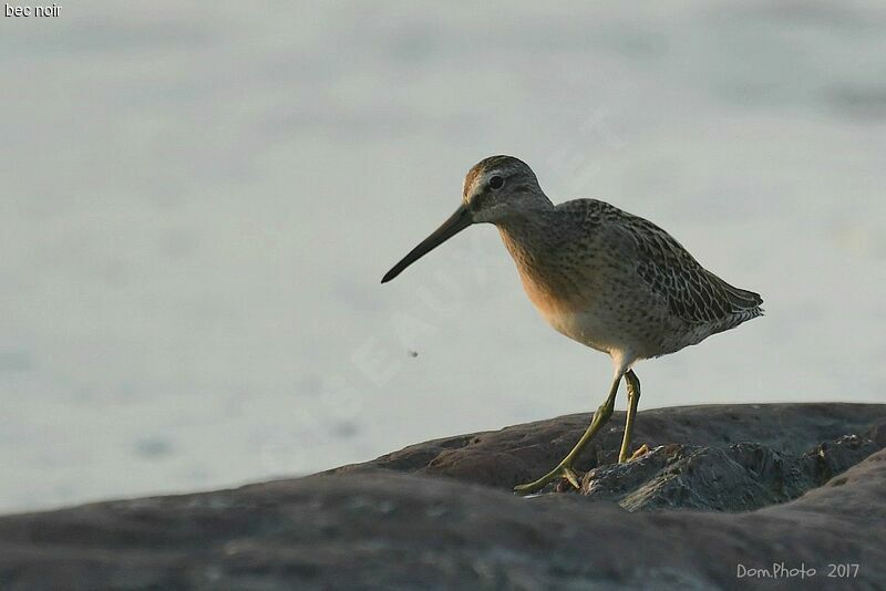 Short-billed Dowitcher