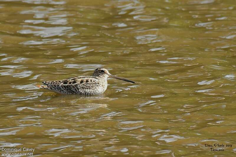 Swinhoe's Snipe, identification