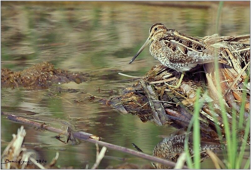 Common Snipe