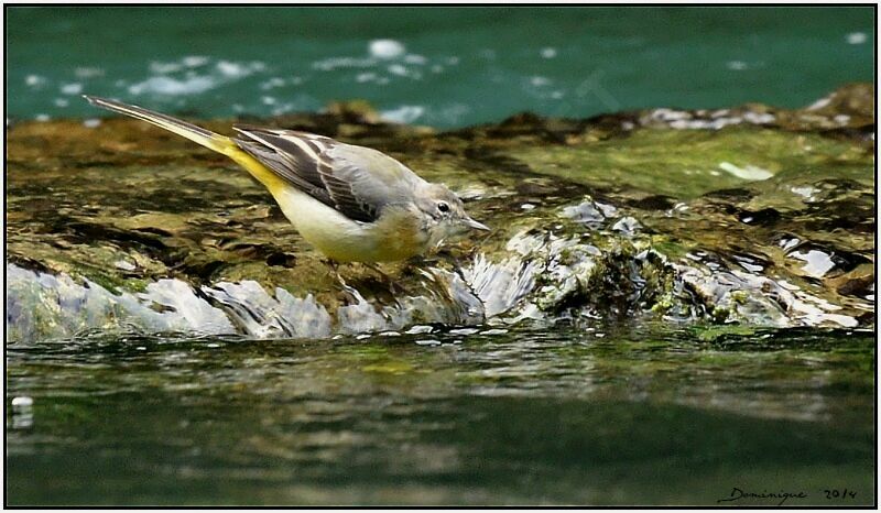 Grey Wagtail