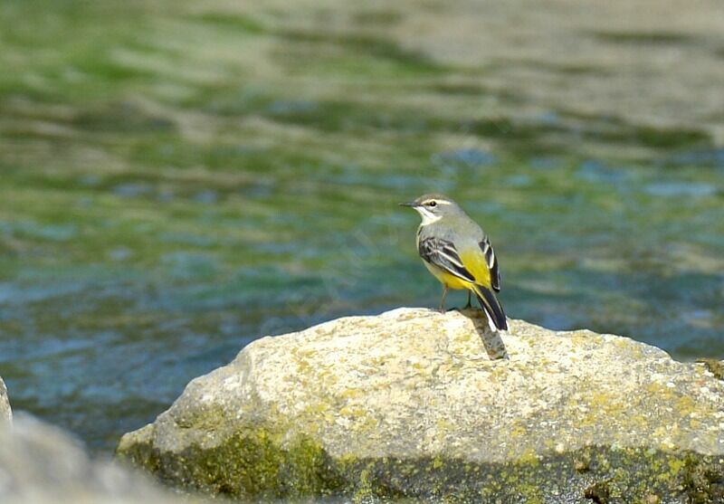 Bergeronnette des ruisseaux