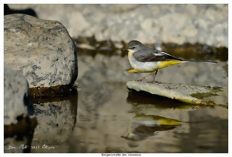 Grey Wagtail