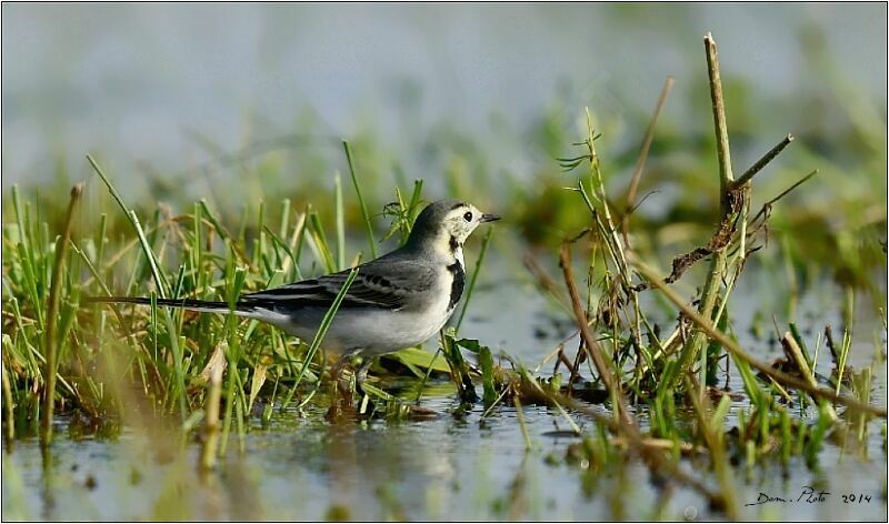 White Wagtail