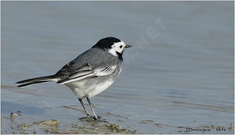 White Wagtail