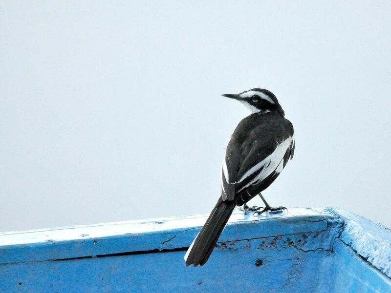 African Pied Wagtail