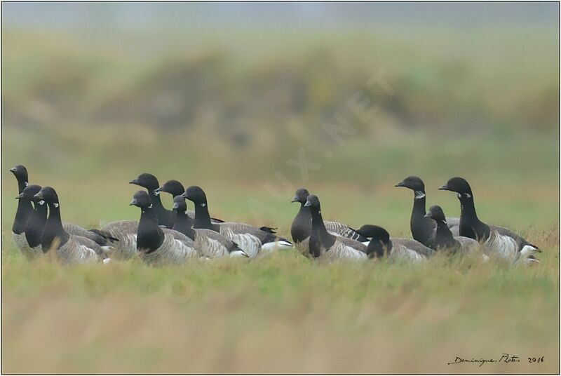 Brant Goose