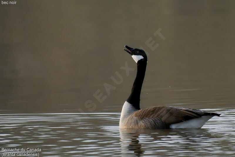 Canada Goose