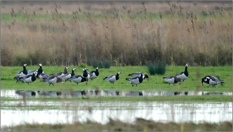 Barnacle Goose