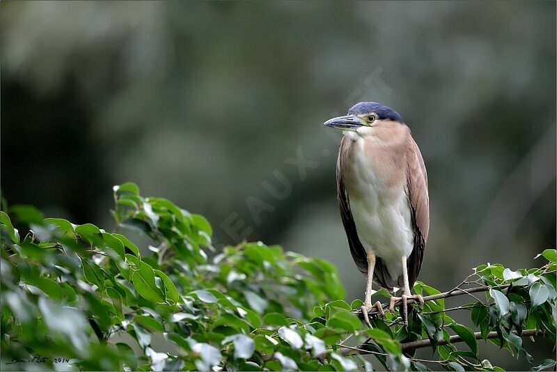 Nankeen Night Heron