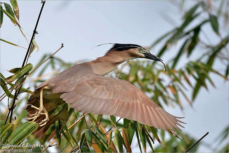 Nankeen Night Heronadult breeding, Reproduction-nesting