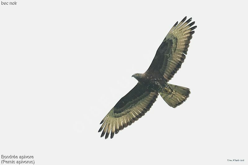 European Honey Buzzard male adult, Flight, fishing/hunting