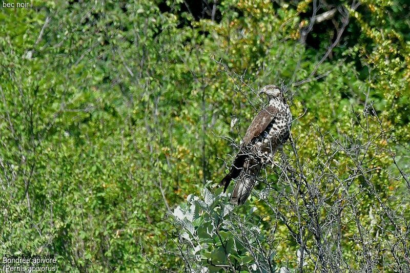 European Honey Buzzard