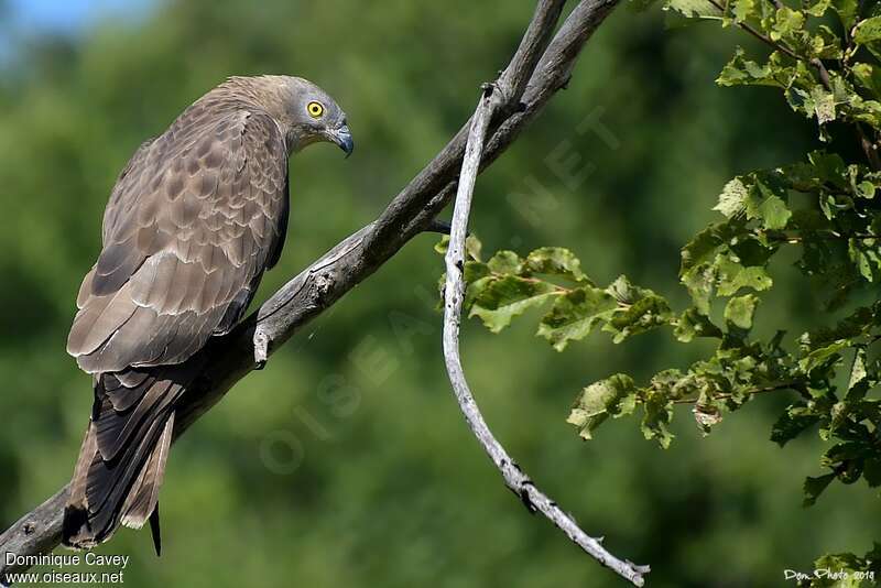 European Honey Buzzard