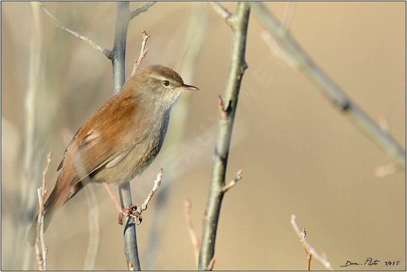 Bouscarle de Cetti