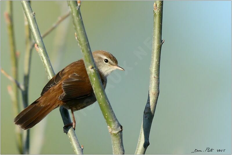 Bouscarle de Cetti