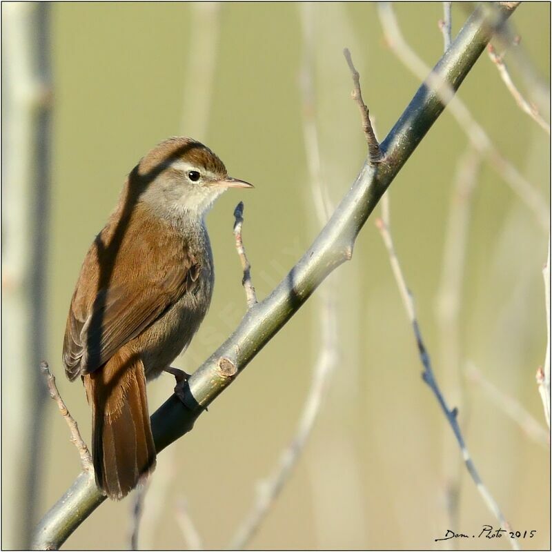 Cetti's Warbler