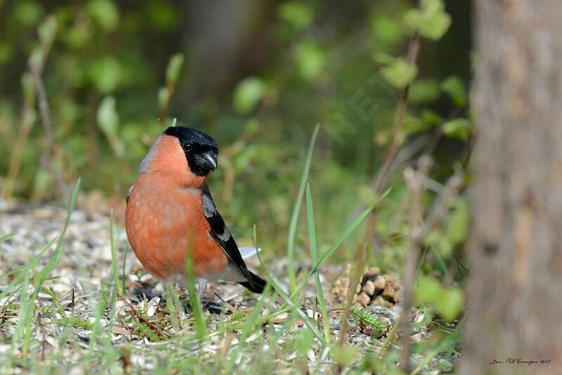 Eurasian Bullfinch