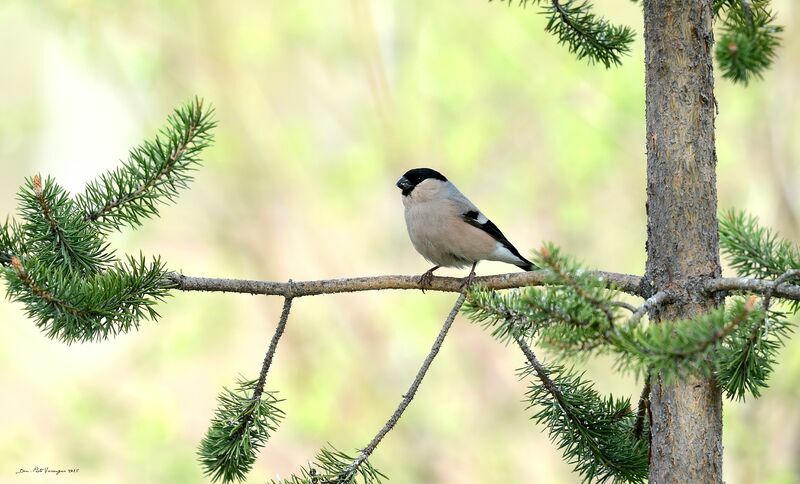 Eurasian Bullfinch female