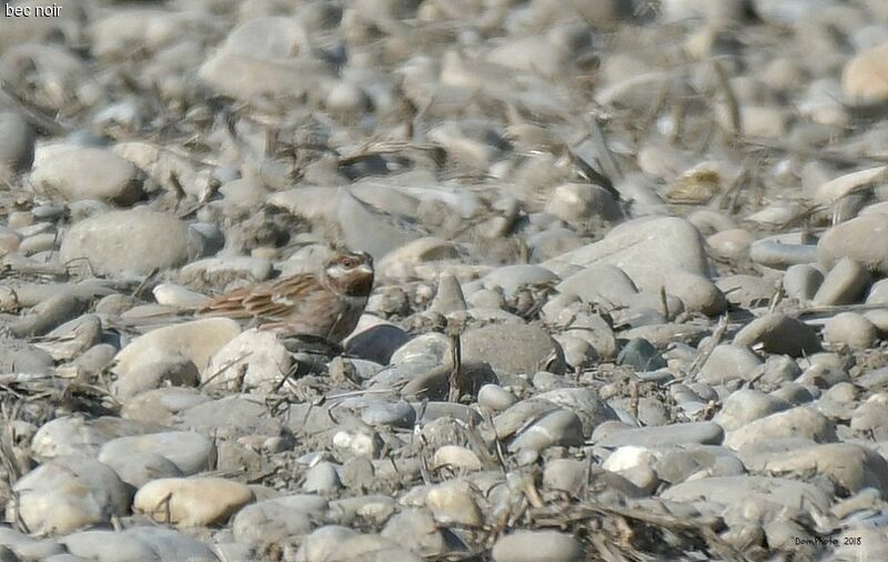 Pine Bunting