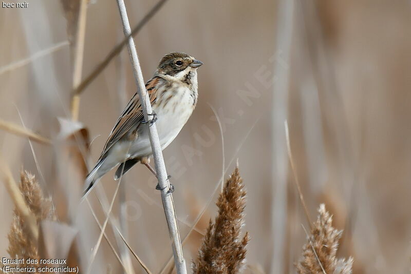 Common Reed Bunting