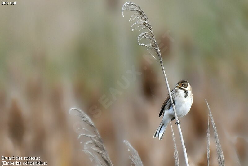 Common Reed Bunting