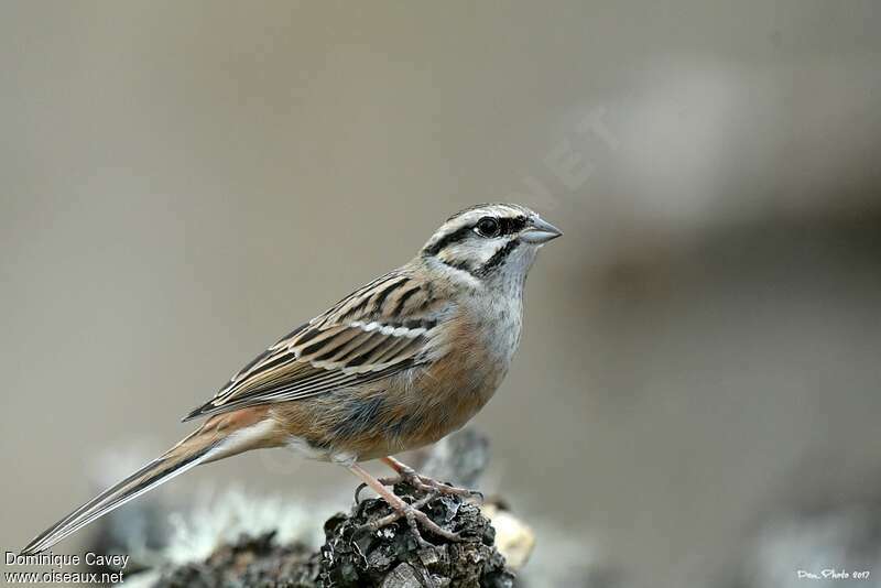 Bruant fouadulte internuptial, identification