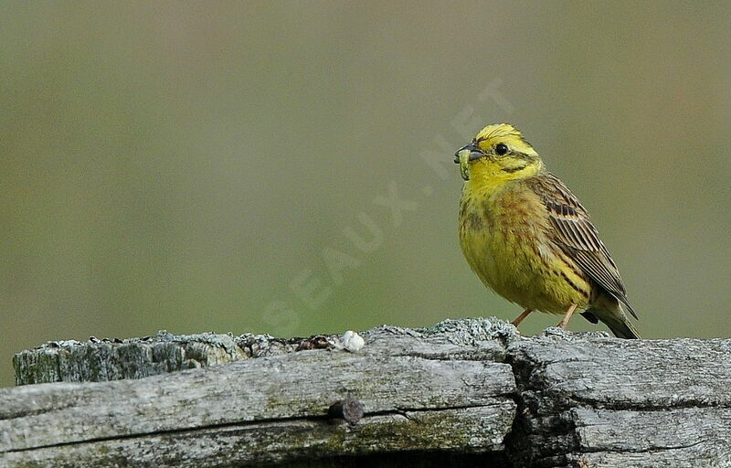 Bruant jaune