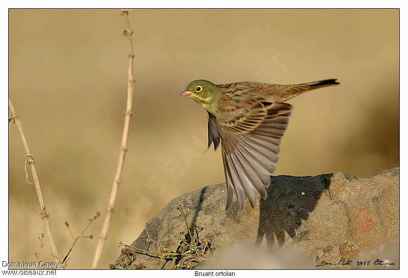 Ortolan Bunting male adult, Flight