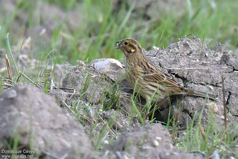 Bruant zizi1ère année, habitat, pigmentation, mange