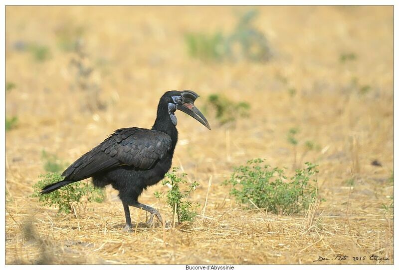 Abyssinian Ground Hornbill