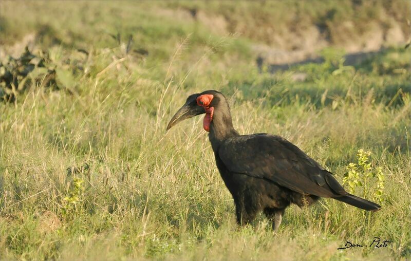 Southern Ground Hornbill