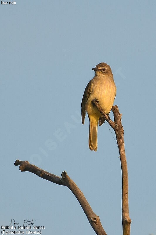 Bulbul à sourcils blancs